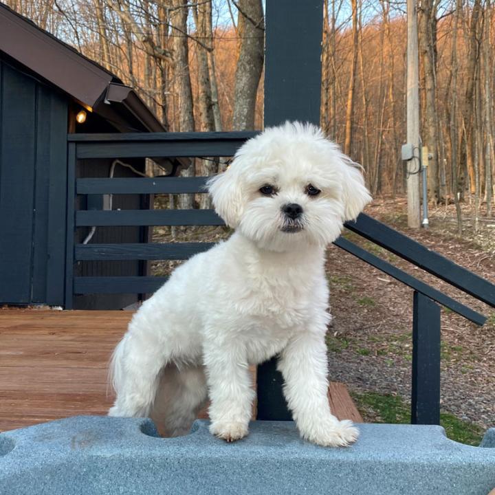 dog in nature