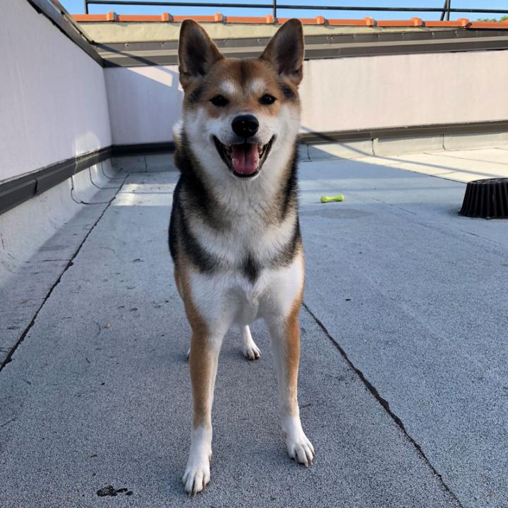 Shiba dog