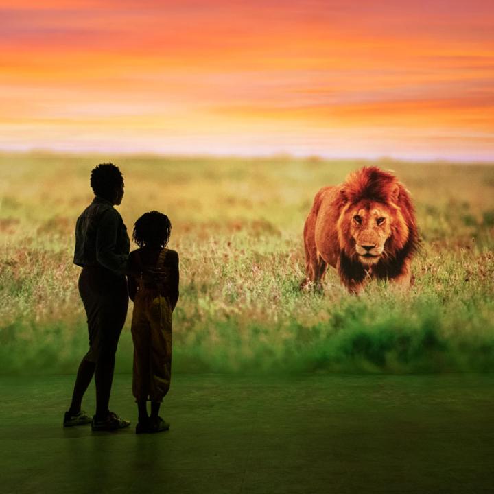 Safari experience at Illuminarium with a lion and two people