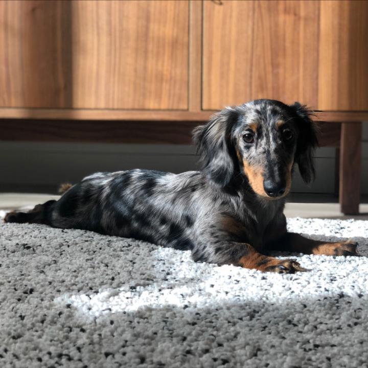 miniature dachshund